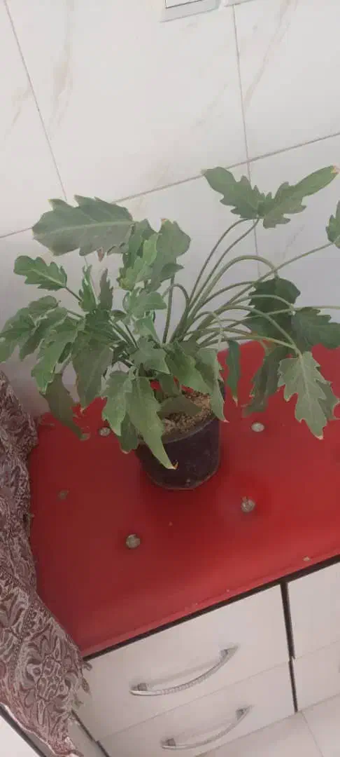 گل برگ انجیری و پتوس|گل و گیاه طبیعی|تهران, افسریه جنوبی|دیوار