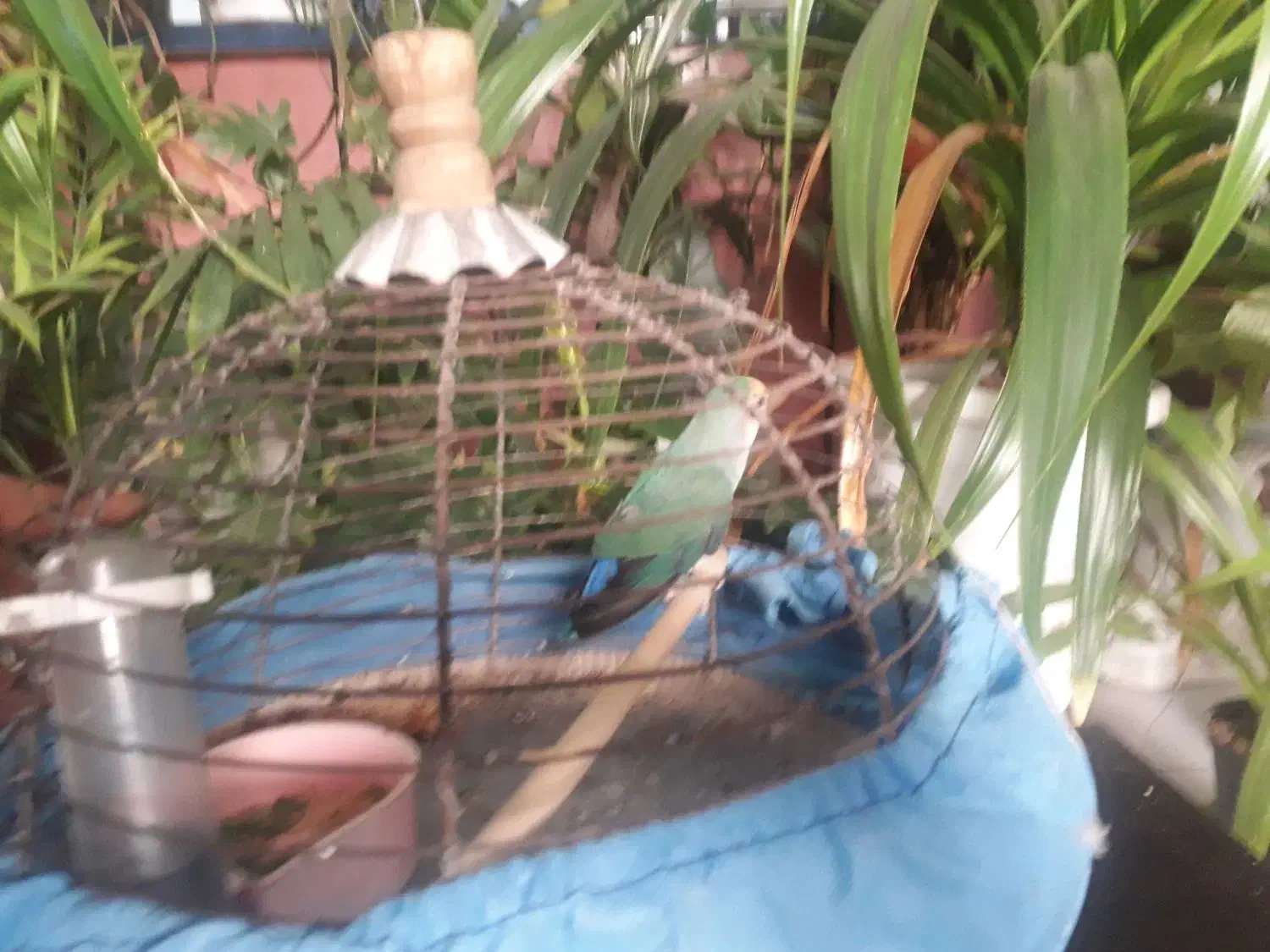 طوطی کوتوله برزیلی|پرنده|اصفهان, مسجد مصلی|دیوار