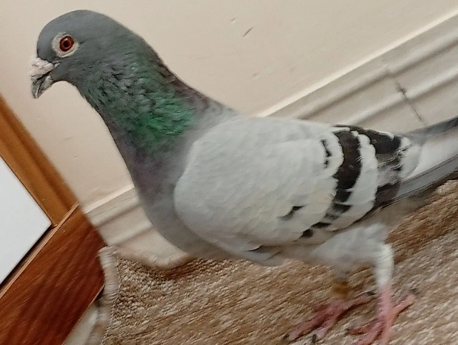 کبوتر پلاکی نر عراق|پرنده|خورموج, |دیوار