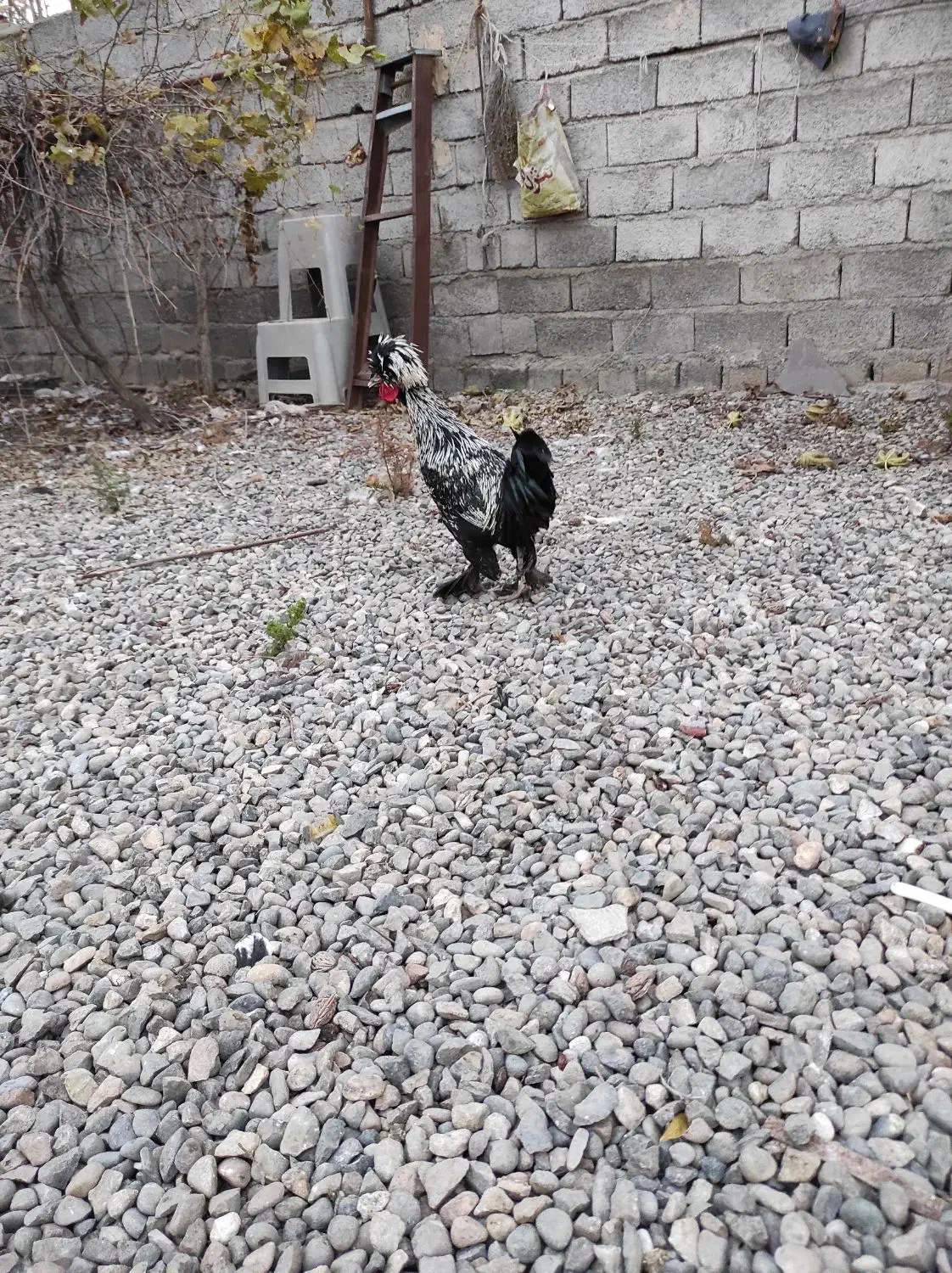 فروش جوجه خروس ۷ماهه سلطان|حیوانات مزرعه|پارس‌آباد, |دیوار