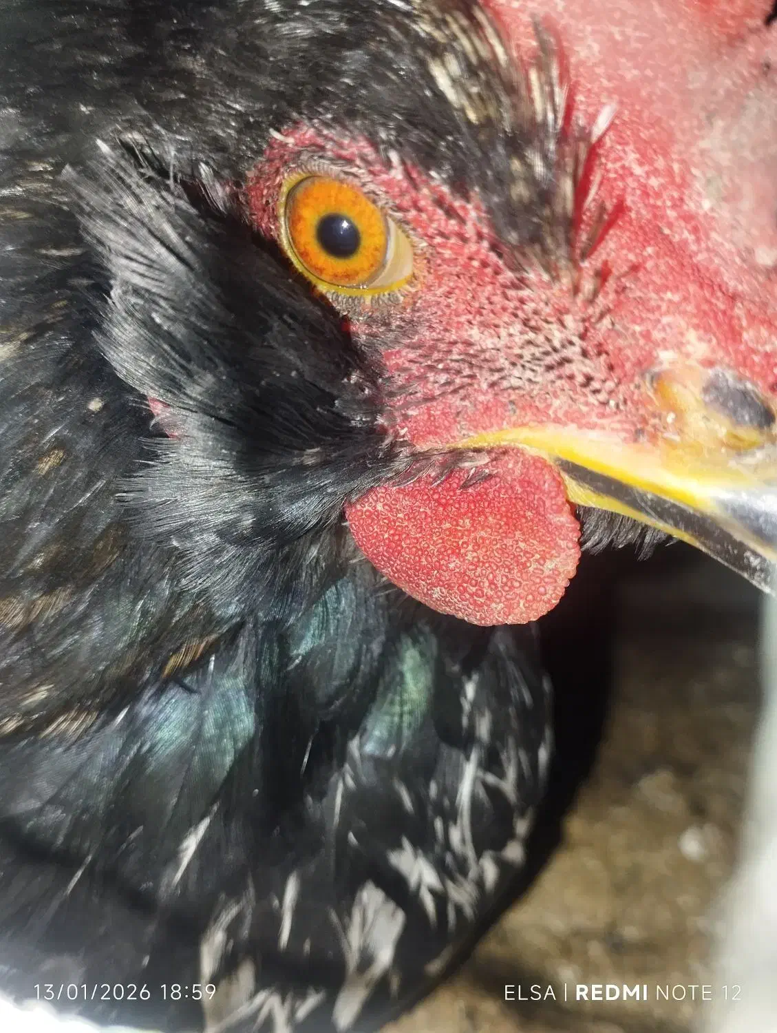 خروس گلین و کبوتر تهرونی|حیوانات مزرعه|اصفهان, جلفا|دیوار