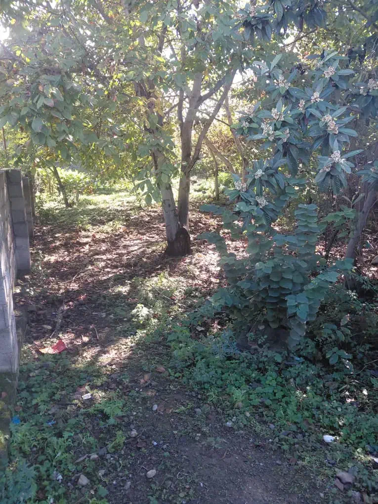 فروش ۴۰۰متر زمین مسکونی حوزه شهری|فروش زمین و ملک کلنگی|شاندرمن, |دیوار