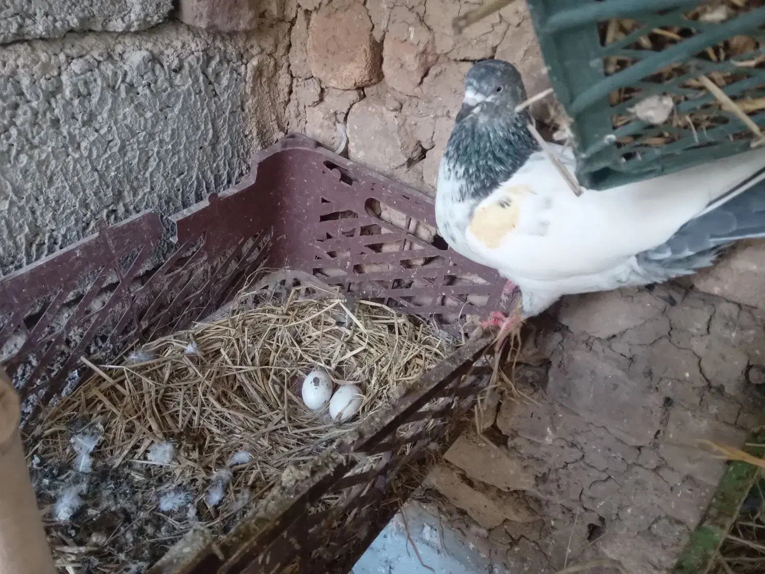 باسلام و احترام جوجه پاکستانی دانه ای ۳۰۰تومن|پرنده|رشت, گیل|دیوار