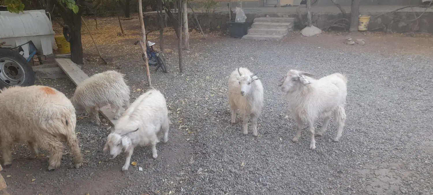 کهره نر و بره|حیوانات مزرعه|رابر, |دیوار