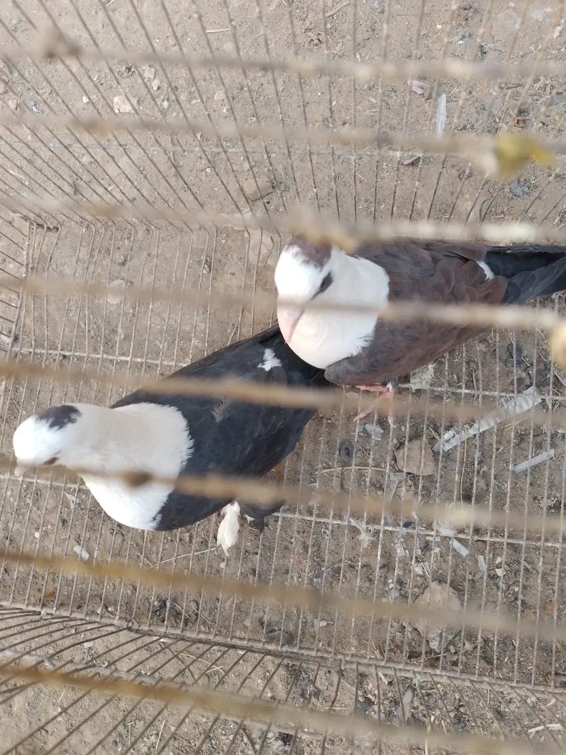 یک جفت کله سفید|پرنده|سبزوار, قصبه اب یمین|دیوار