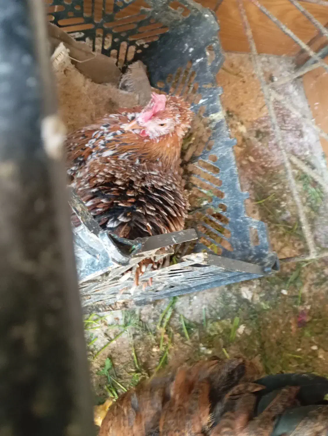 مرغ‌کرک‌|حیوانات مزرعه|بهبهان, |دیوار