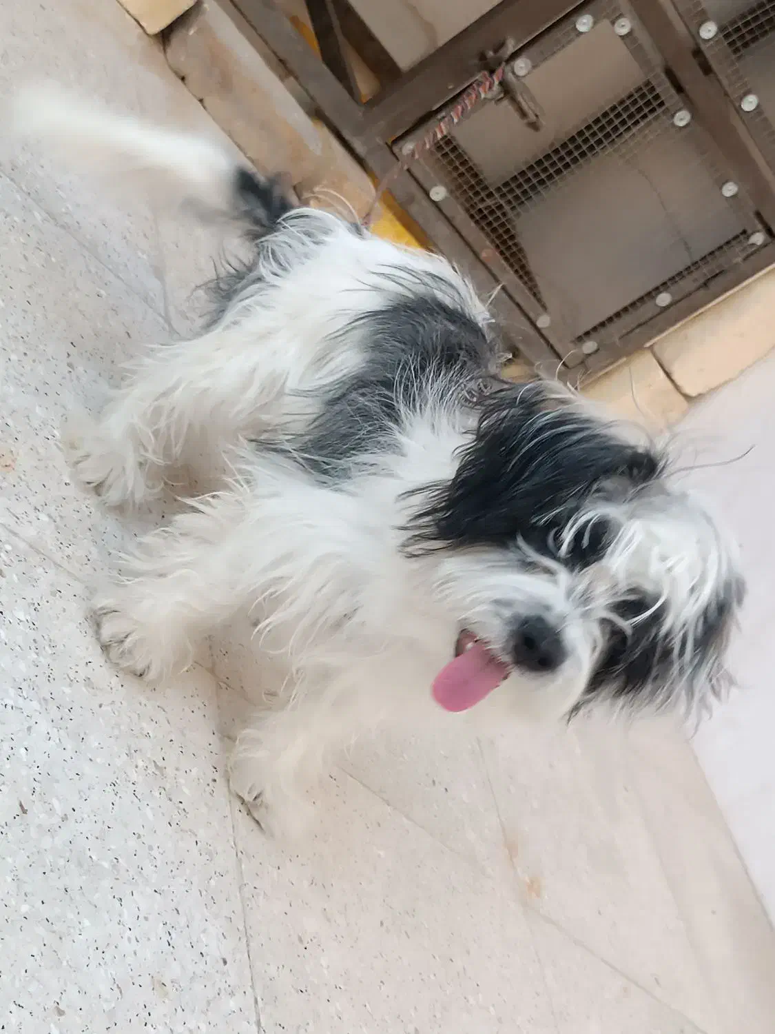 سگ پاپی|سگ|خمینی‌شهر, |دیوار