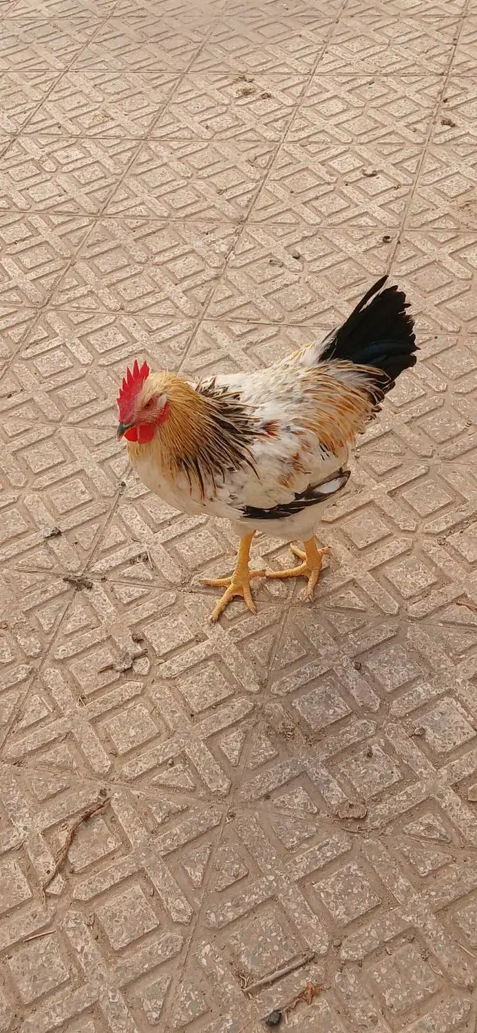 خروس ۶ماهه خونگی|حیوانات مزرعه|تهران, بهارستان|دیوار