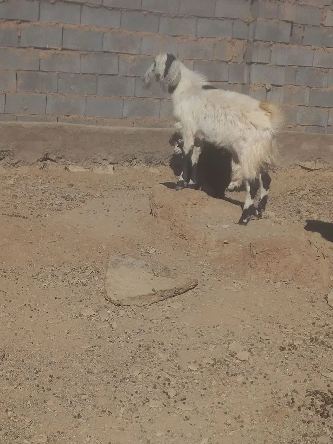 دو عدد بزغاله نر توافقی|حیوانات مزرعه|مود, |دیوار