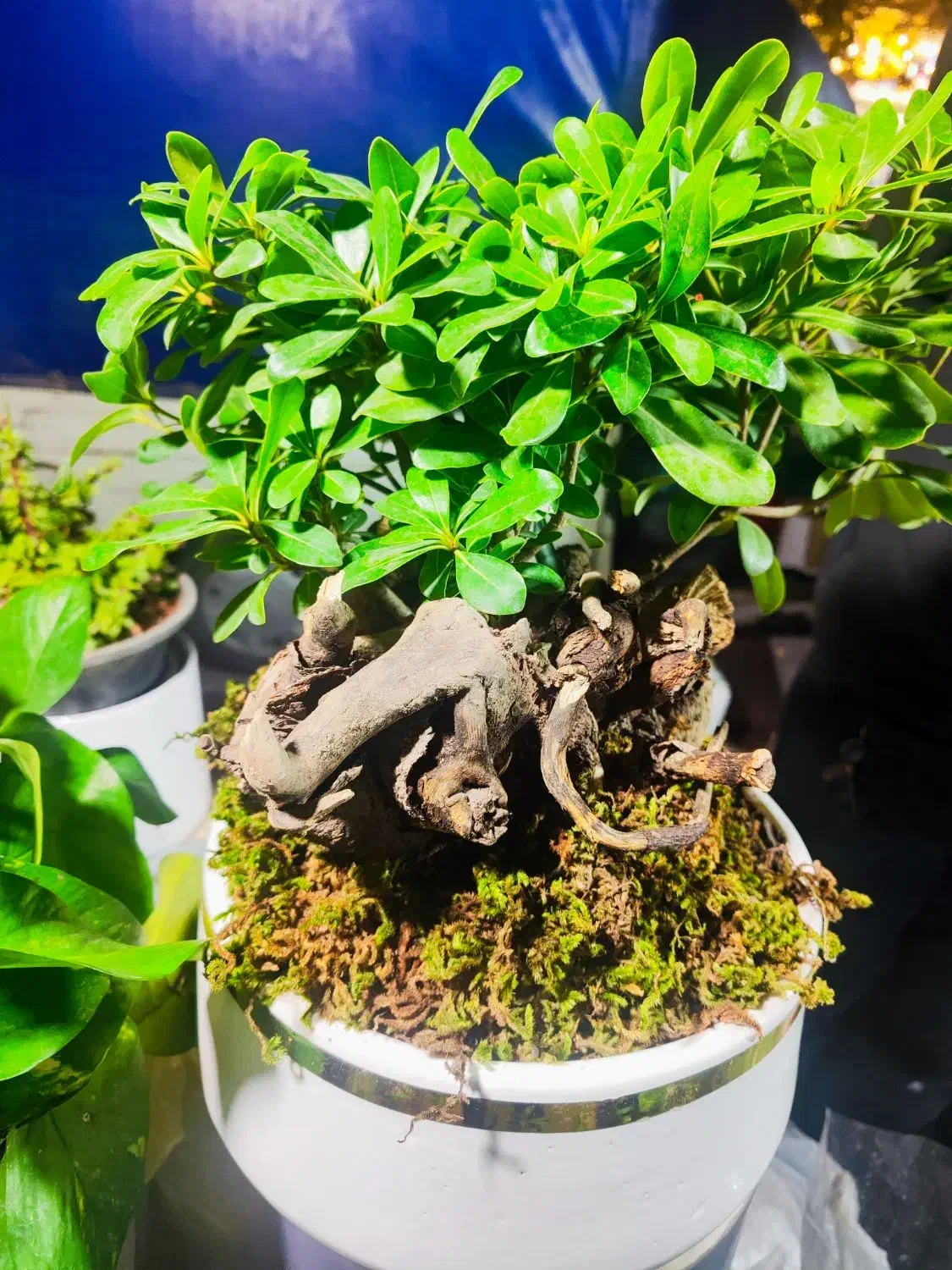 گل و گیاه ، نصف قیمت بازار|گل و گیاه طبیعی|ری, دولت‌آباد|دیوار