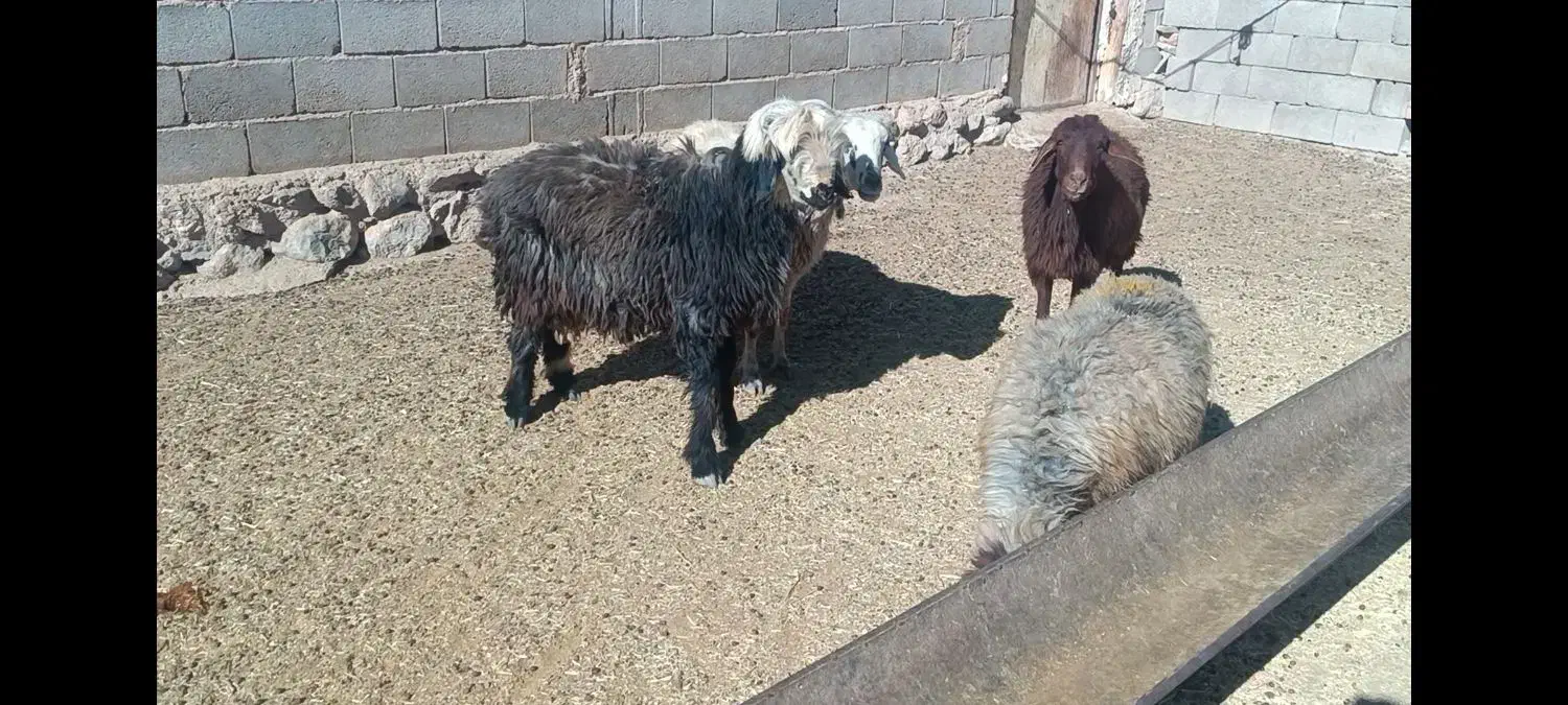 بره قوچی .قوچ.بز.کهره|حیوانات مزرعه|حسن آباد, |دیوار