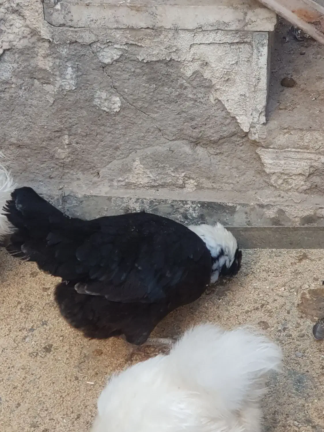 تخم مرغ لهستانی|حیوانات مزرعه|نیشابور, شهرک فرهنگیان|دیوار