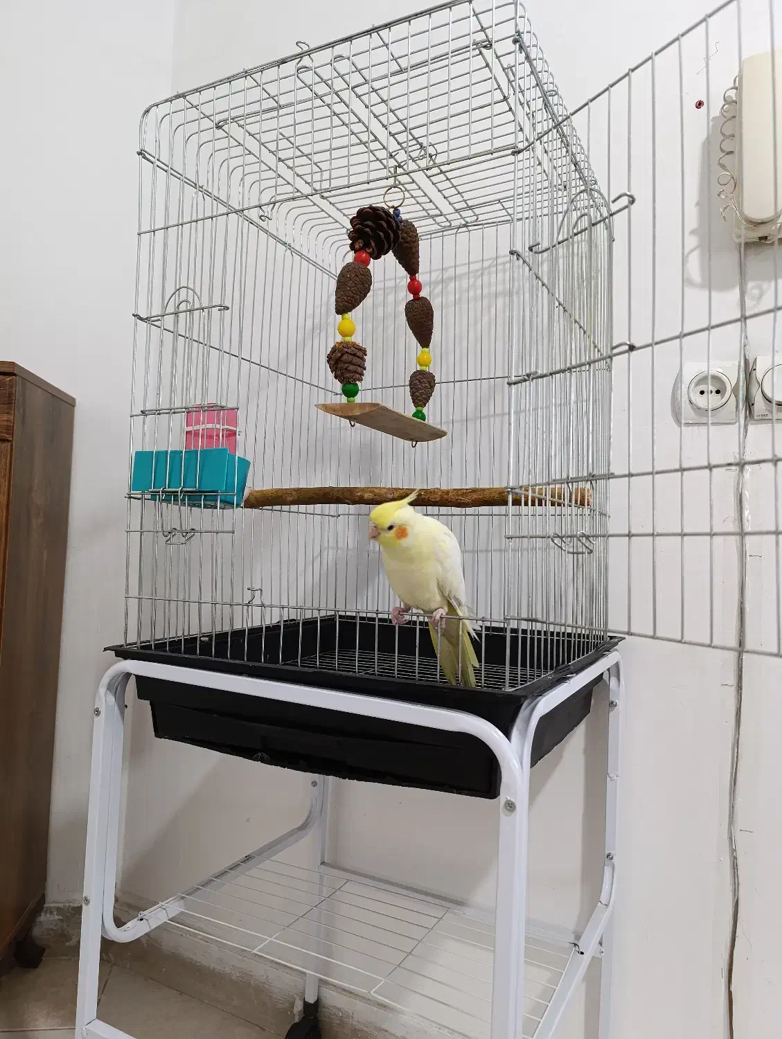 پرنده|پرنده|هشتگرد, هشتگرد قدیم|دیوار