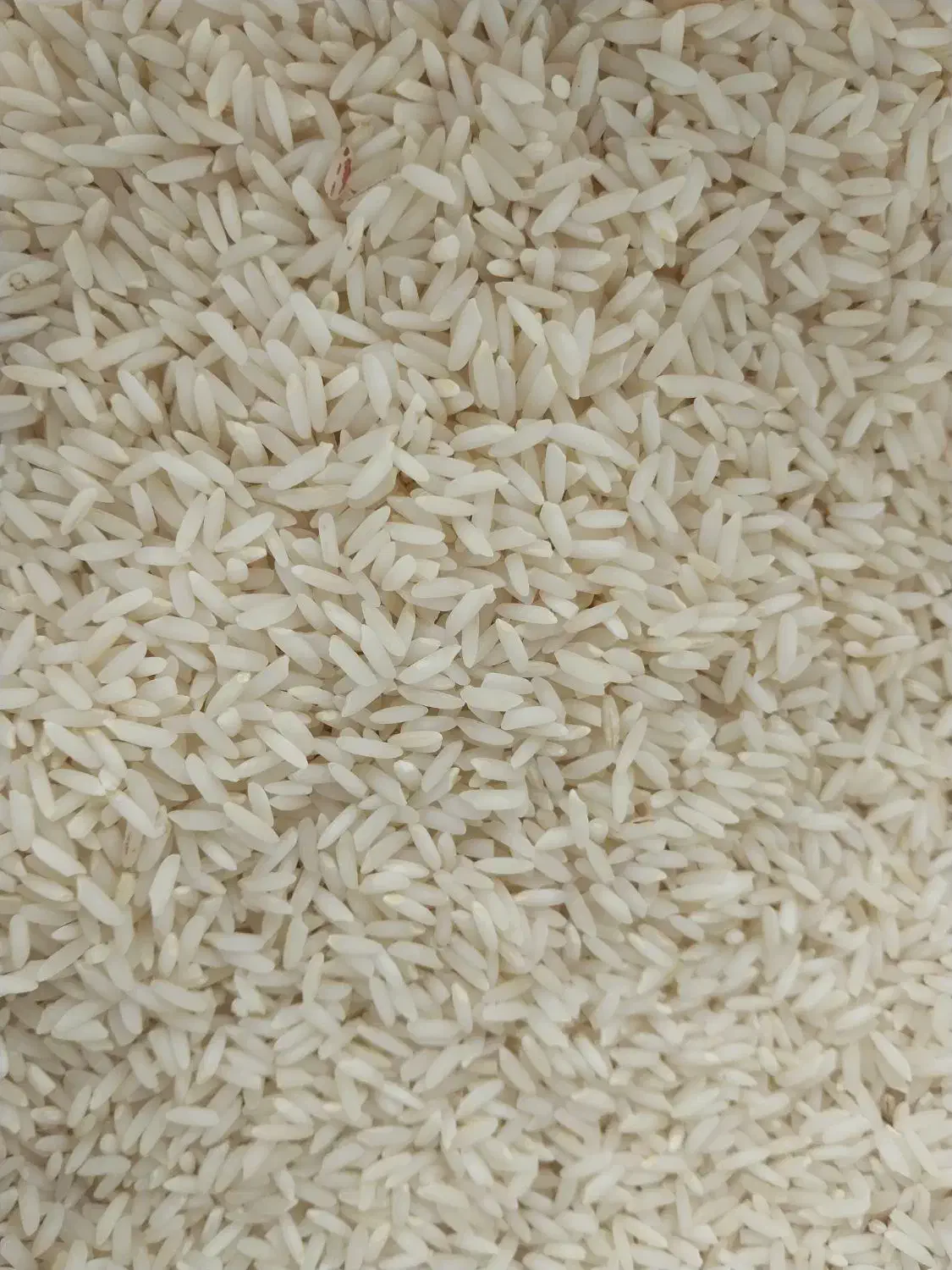 پنجاه کیلو برنج غریب|خوردنی و آشامیدنی|تولم شهر, |دیوار