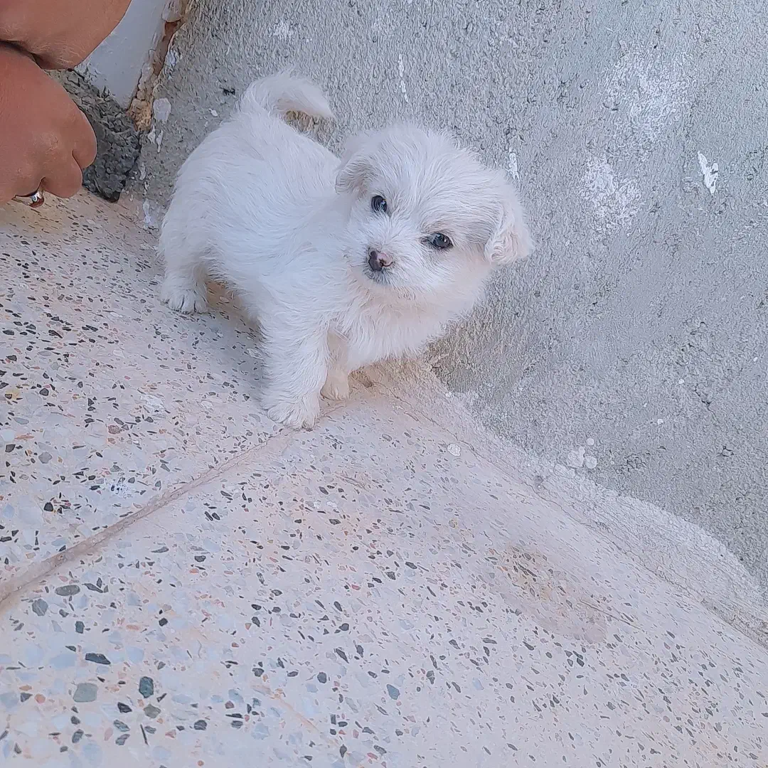 سگ پاکوتا|سگ|کبودرآهنگ, |دیوار