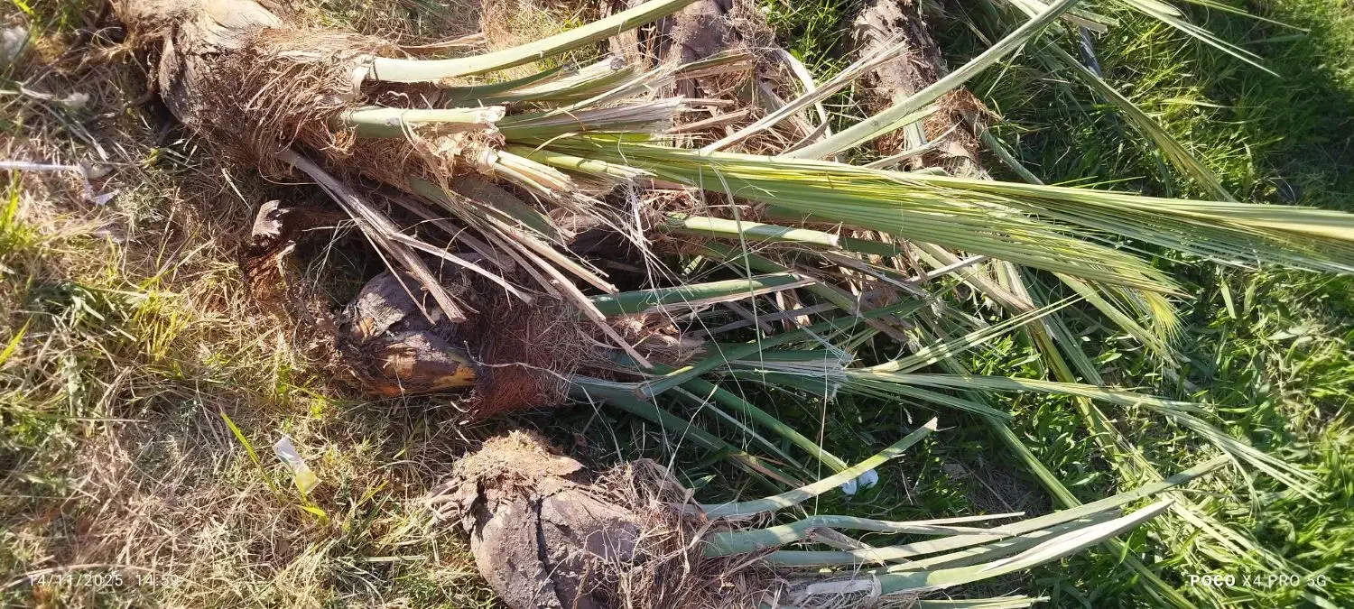 جنگ مضافتی|خدمات باغبانی و درختکاری|نرماشیر, |دیوار