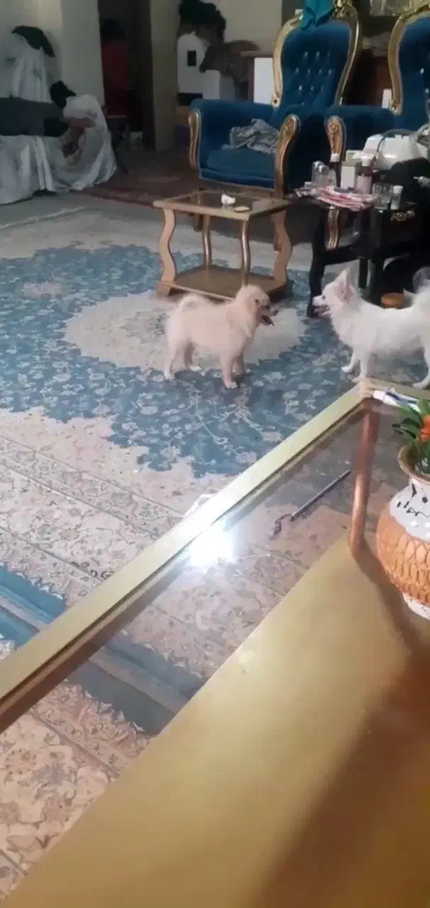 سگ پامرین اشپیز|سگ|فلاورجان, |دیوار