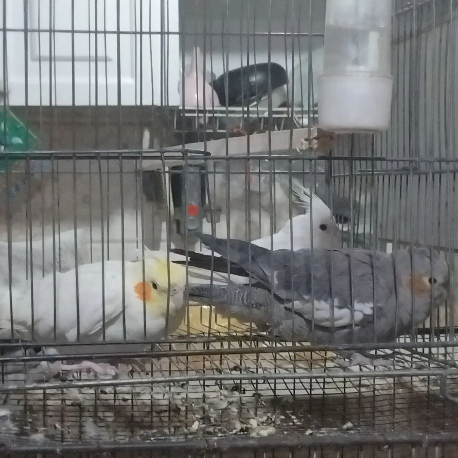 تعدادی عروس هلندی و کوتوله وفنچ|پرنده|قم, شهید صیاد شیرازی|دیوار