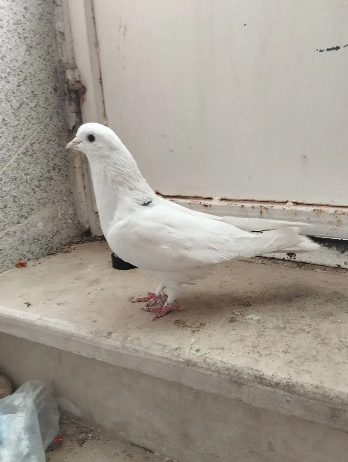 کاشانی یا تهرانی|پرنده|بندر ماهشهر, |دیوار