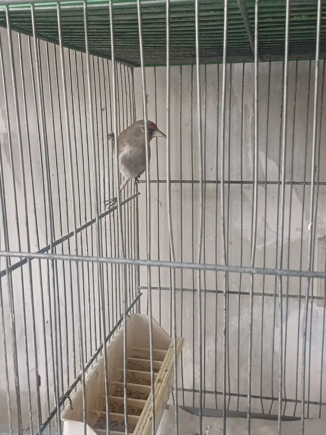 ماده سهره رام معاوضه با قناری|پرنده|کرمان, |دیوار