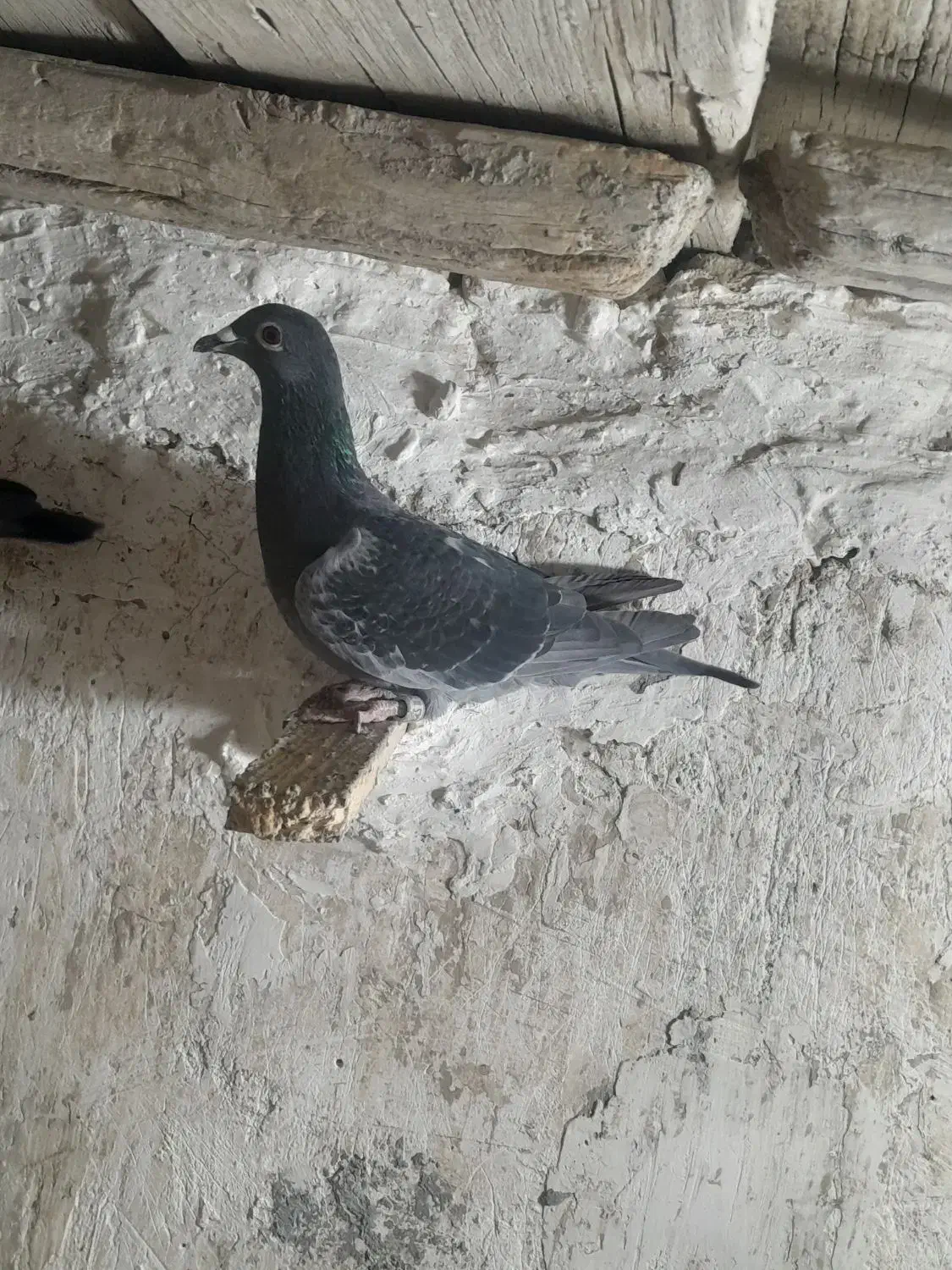 کبوتر|پرنده|چناران, |دیوار