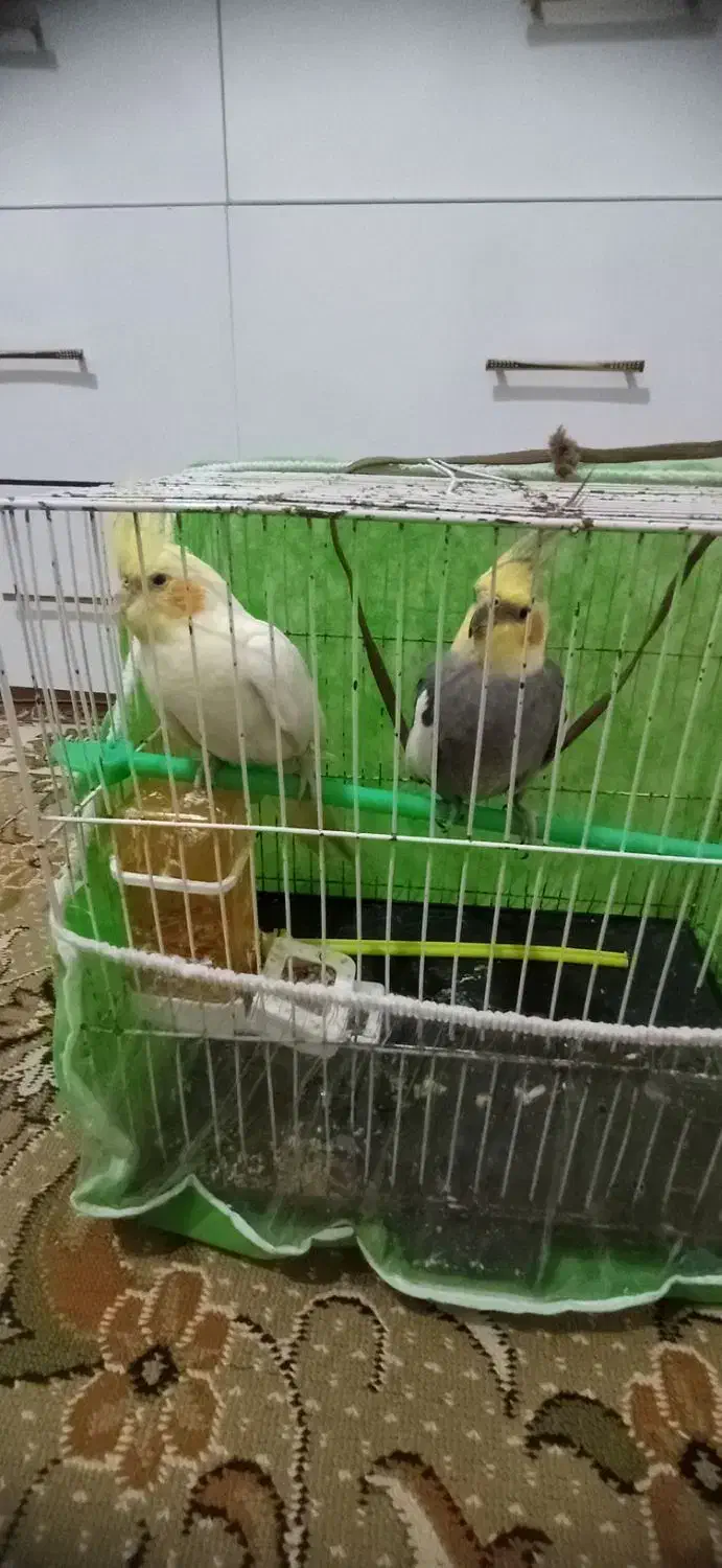 عروس هلندی|پرنده|مشهد, یاس|دیوار