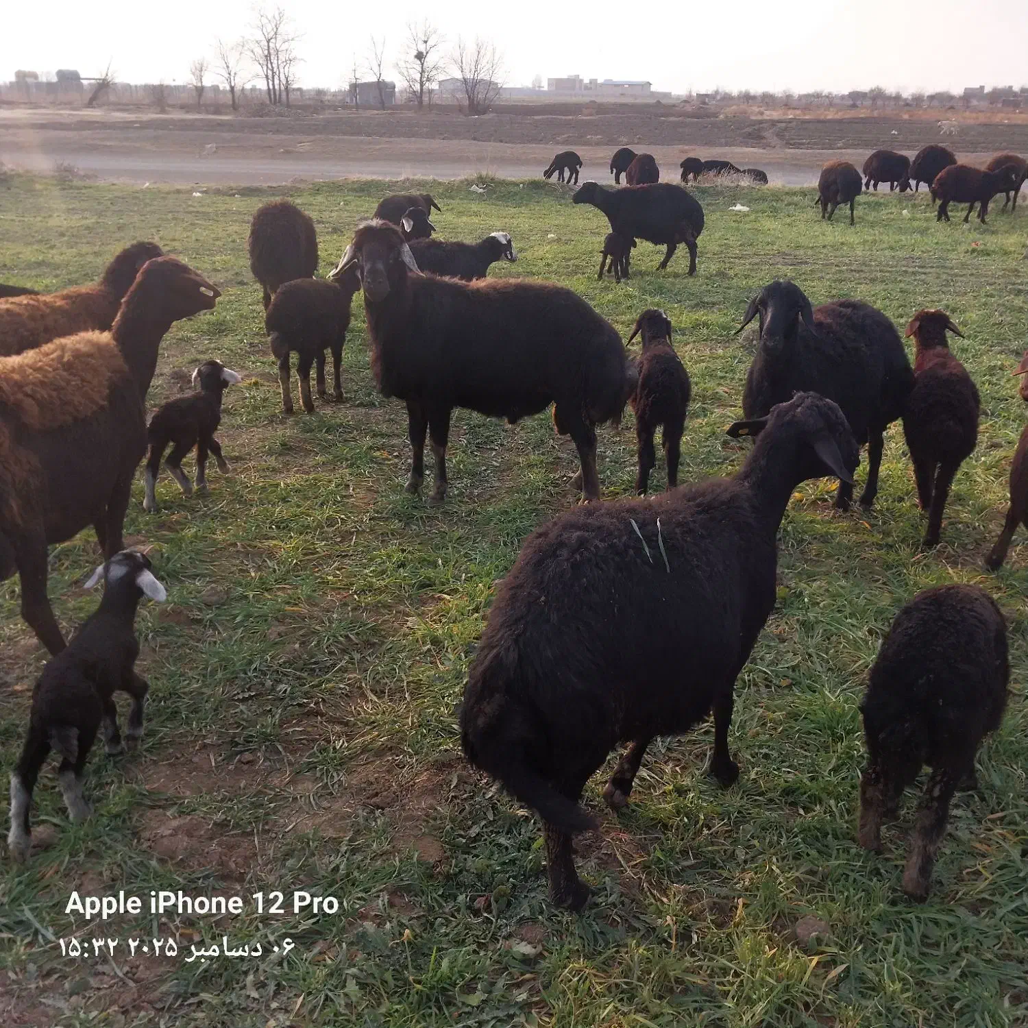 قوچ|حیوانات مزرعه|فامنین, |دیوار