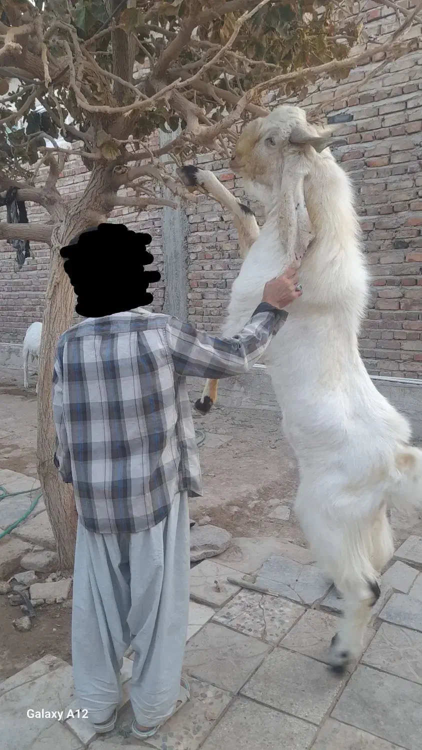 بز و نربز گلابی|حیوانات مزرعه|خاش, |دیوار