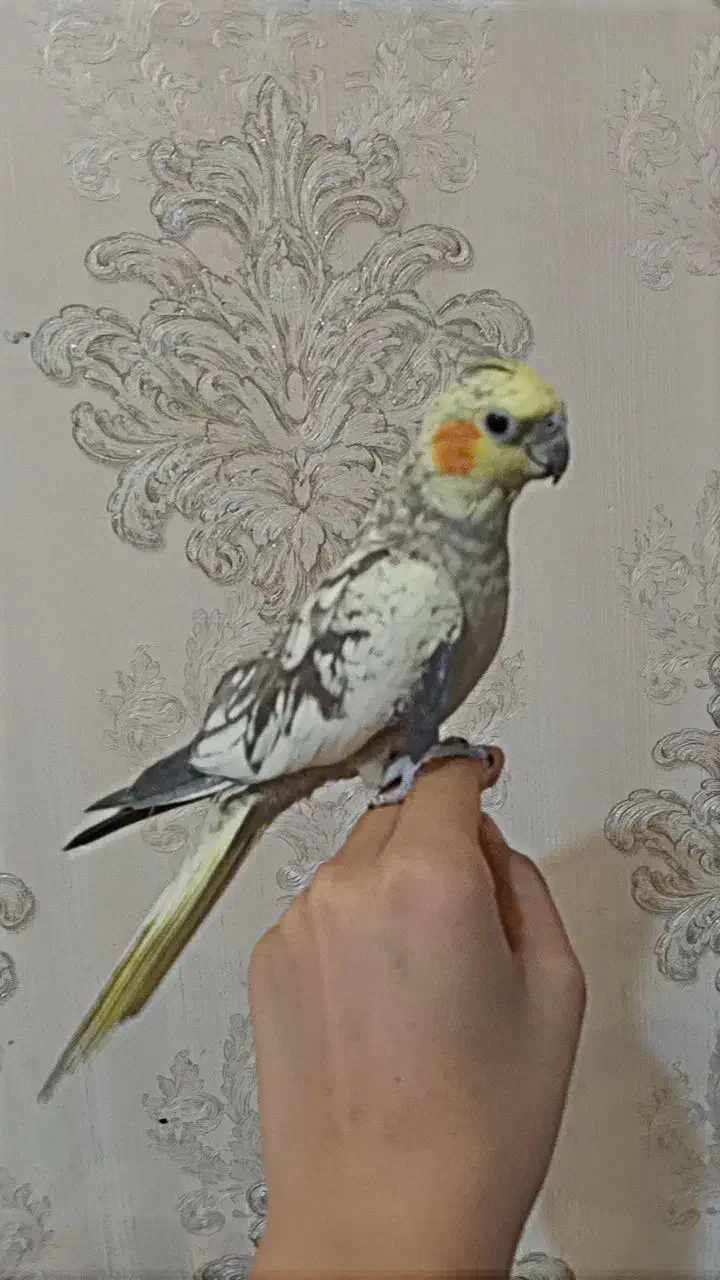 یک جفت عروس هلندی لوتیتو ابلغ|پرنده|شیراز, کوشک میدان|دیوار