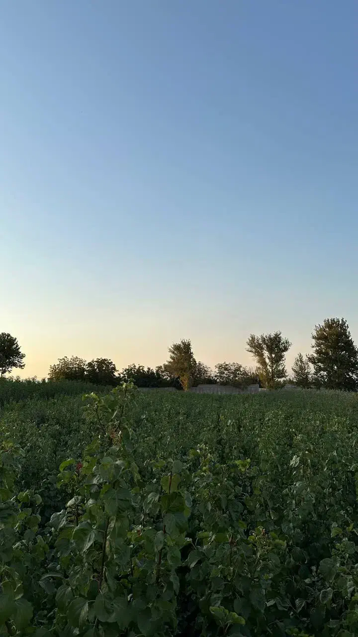 باغچه کاسبی /۱/۲۵۰میلیارد/قابل ساخت/شبنم احمدی|فروش زمین و ملک کلنگی|شهریار, رامین|دیوار