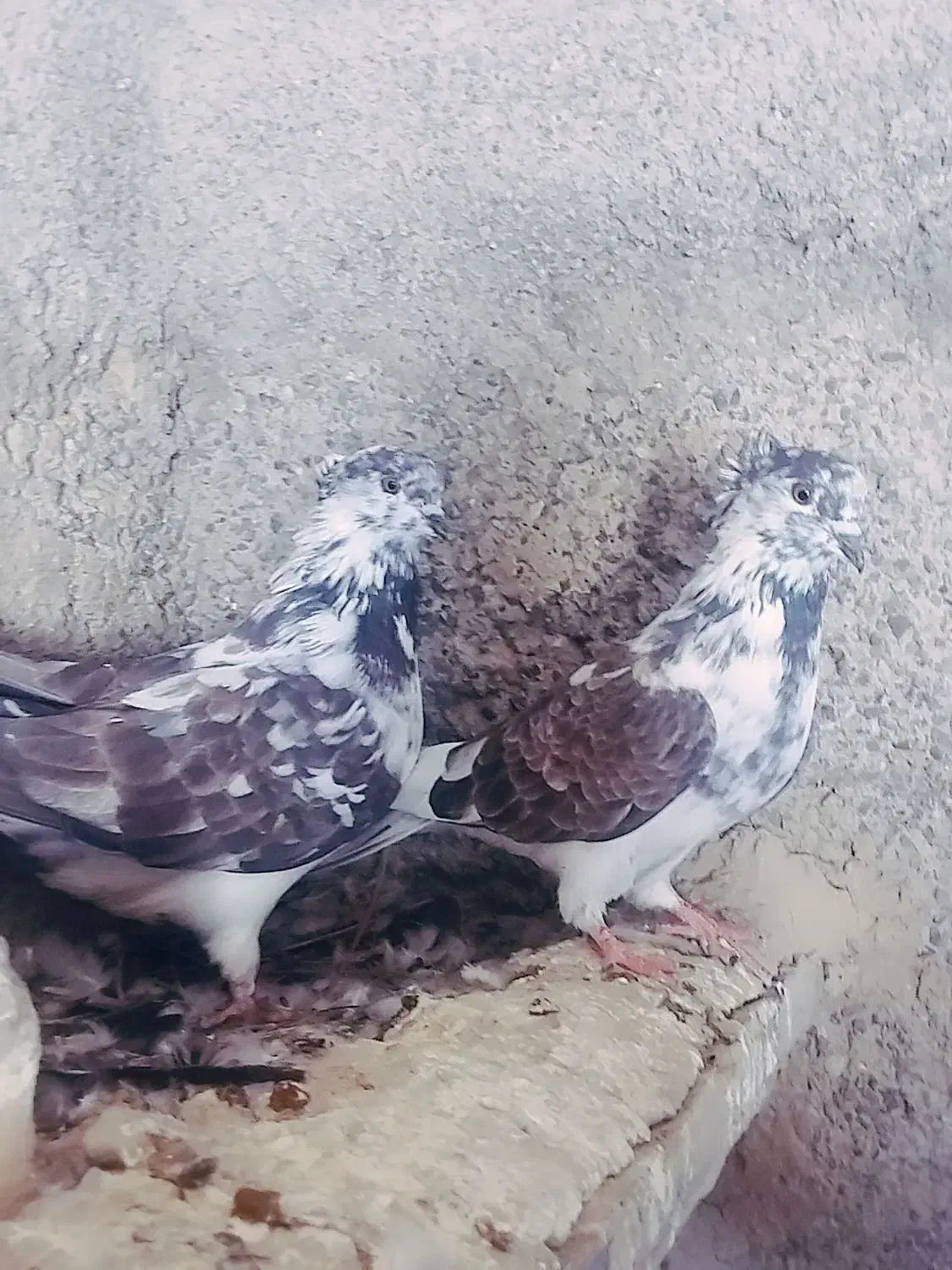 تعدادی کبوتر تکپر|پرنده|انبارآلوم, |دیوار