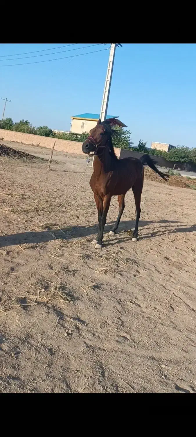 عرب ایرانی|اسب و تجهیزات اسبسواری|تاکستان, |دیوار