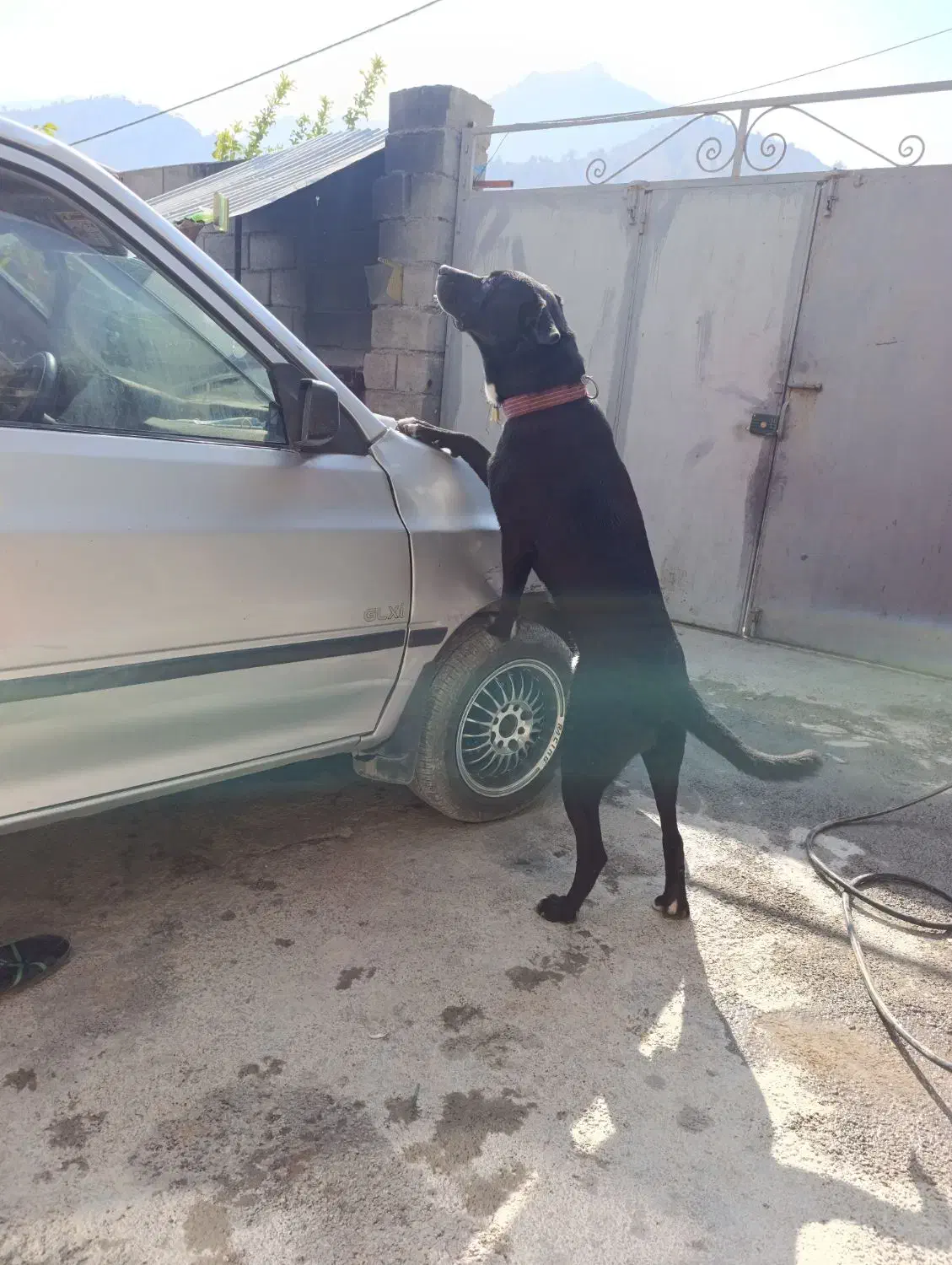 واگذاری|سگ|سیوان, |دیوار