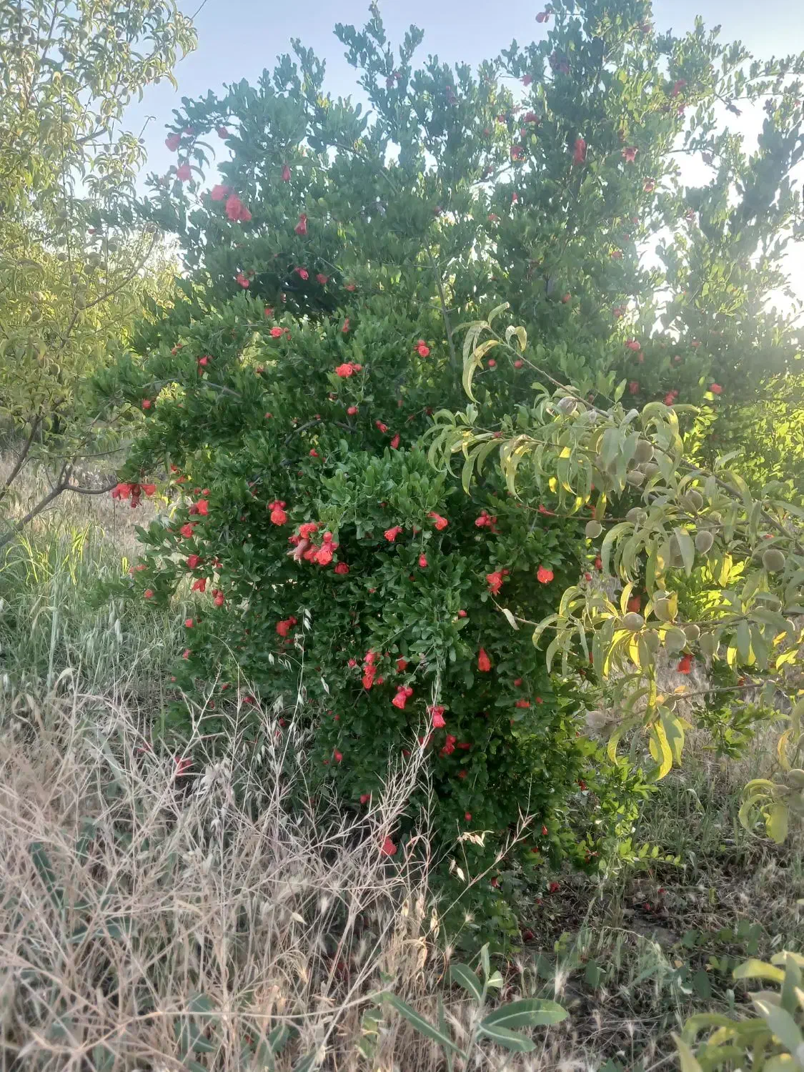 باغ انار ۴ ساله|فروش زمین و ملک کلنگی|فسا, |دیوار