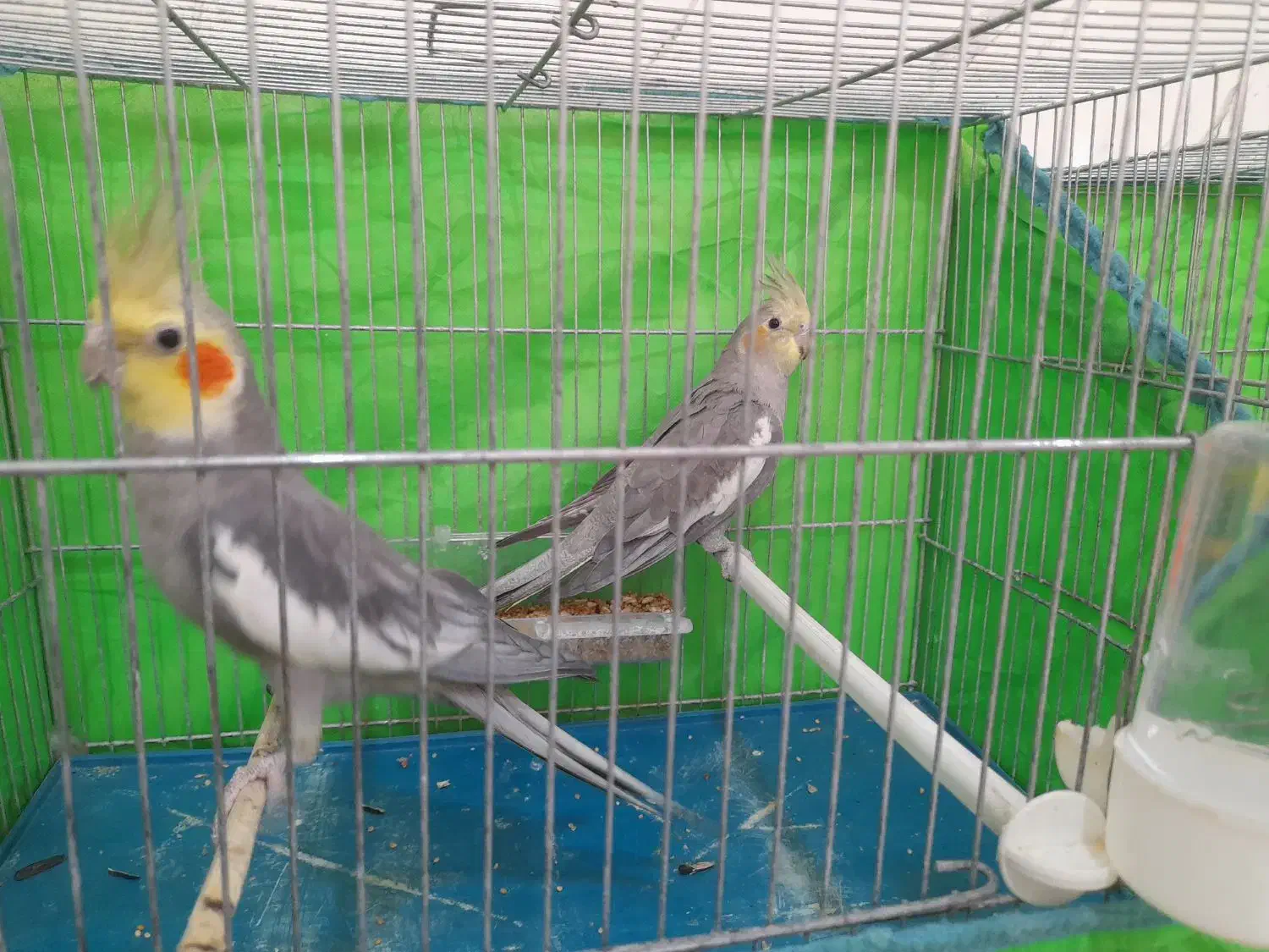 چند تا عروس هلندی ویک جفت فنچ|پرنده|زنجان, |دیوار