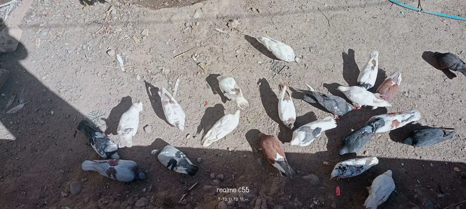 فروشی|پرنده|جیرفت, |دیوار