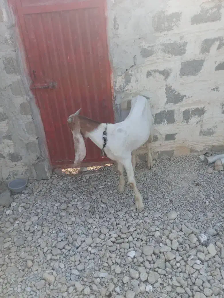 بز..|حیوانات مزرعه|ریگ, |دیوار