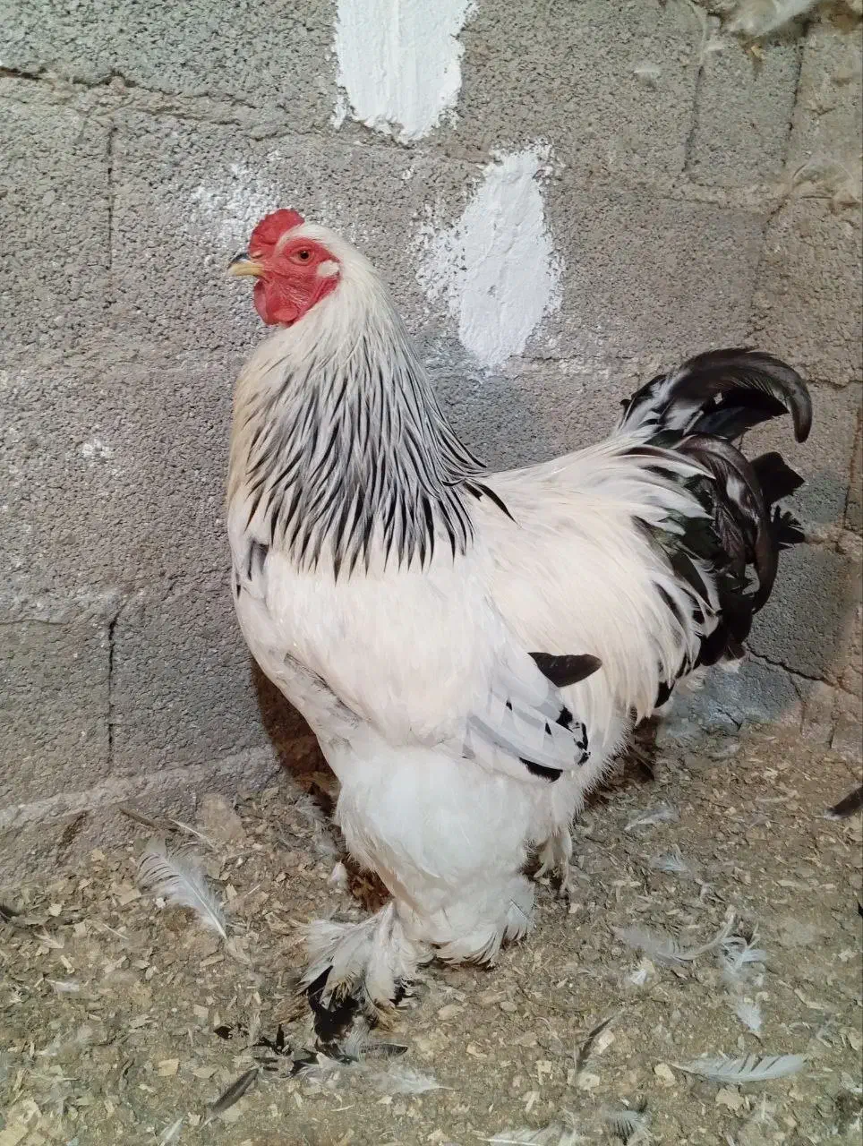 تخم برهما لایت غول پیکر|حیوانات مزرعه|سنگر, |دیوار