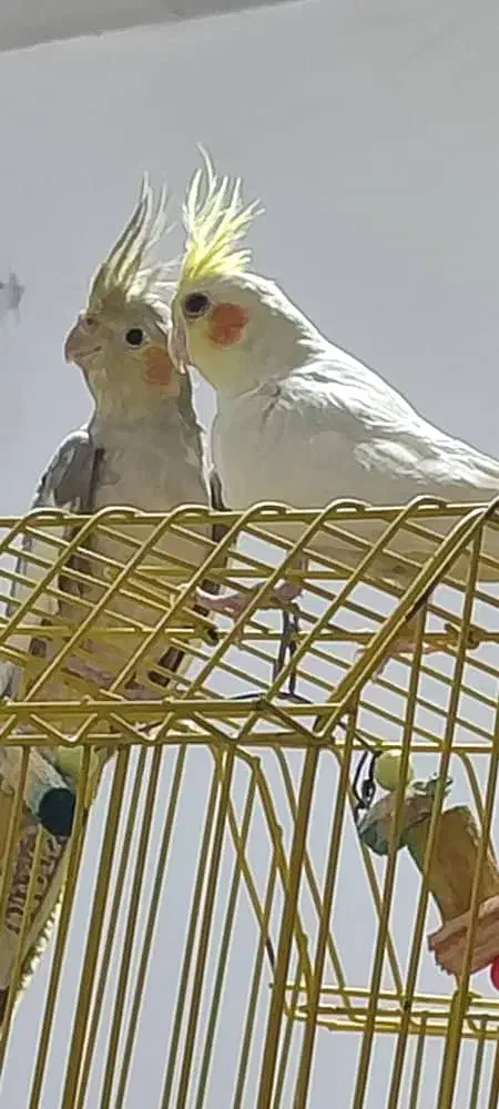 عروس هلندی|پرنده|بومهن, |دیوار