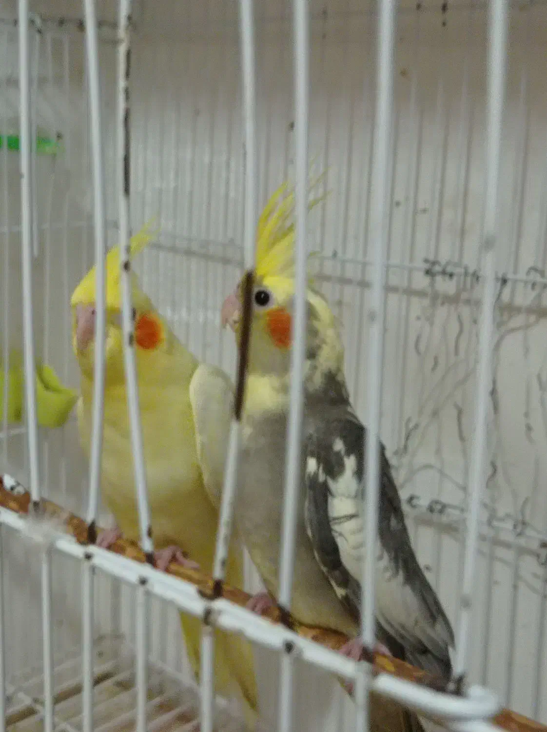 لوتینوی زیبا|پرنده|رشت, حسین آباد|دیوار