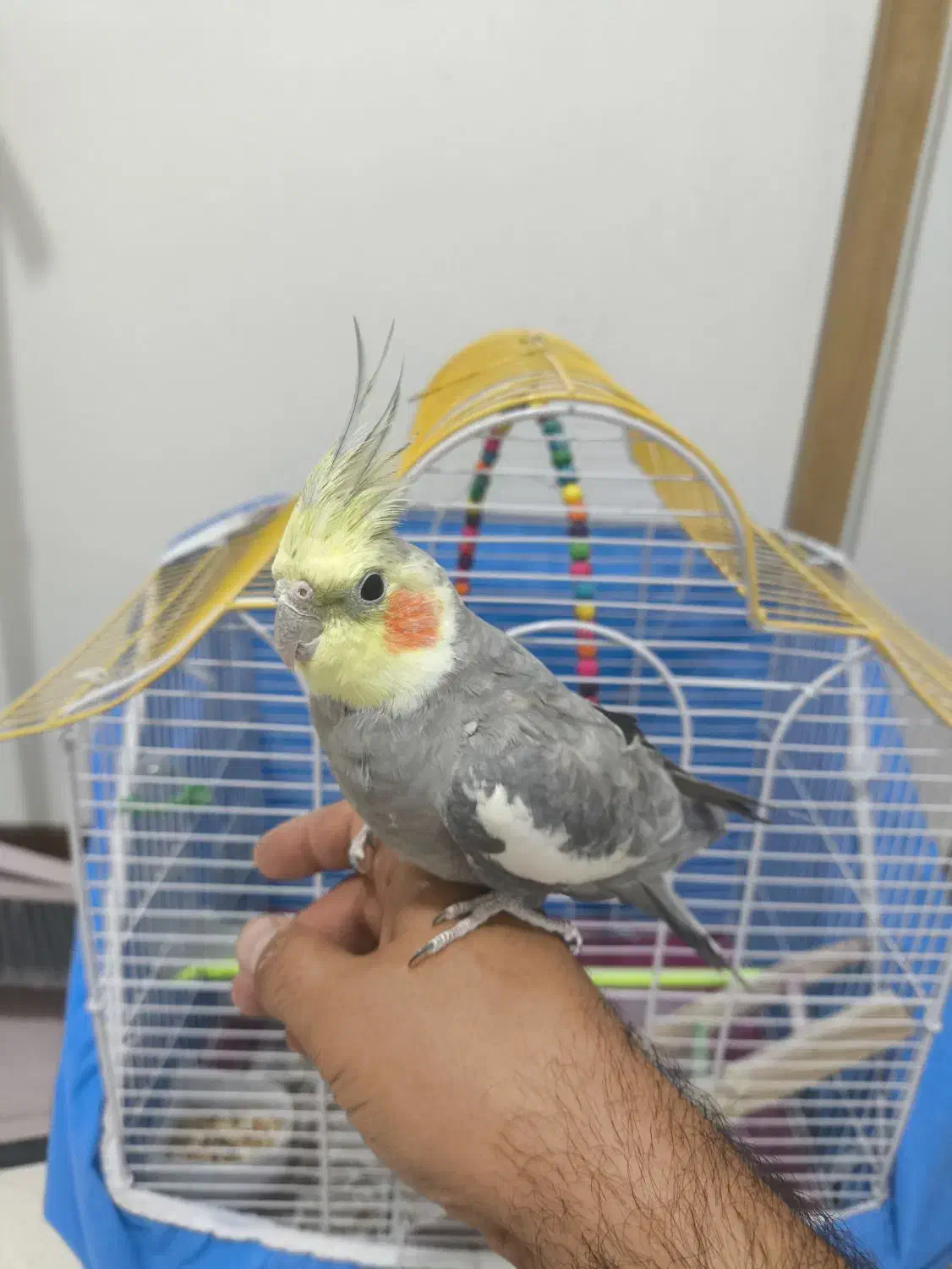 عروس هلندی نر سخنگو همراه با قفس|پرنده|فولادشهر, مسکن مهر فولادشهر|دیوار