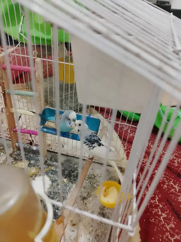 مرغ عشق|پرنده|نسیم‌شهر, |دیوار