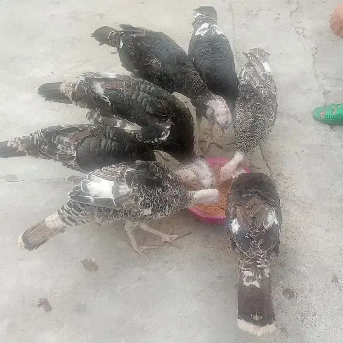 سلام بچه بقلمون امساله بدونه هیچ واکسنی سالم|حیوانات مزرعه|گرگان, |دیوار