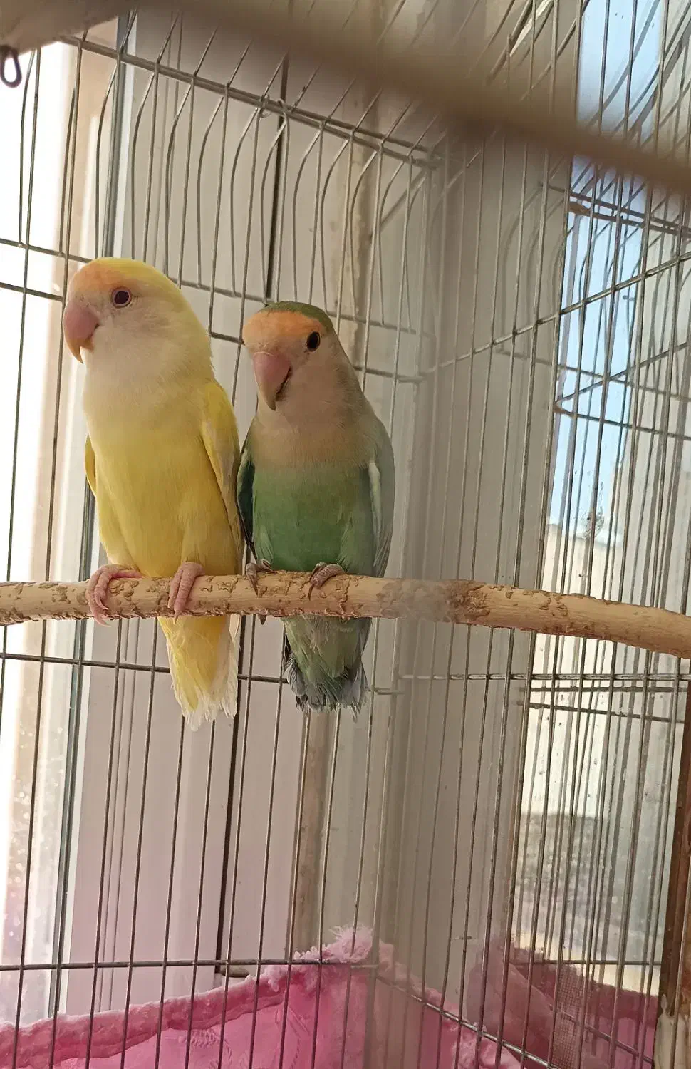 طوطی نروماده برزیلی سرحال|پرنده|اردبیل, |دیوار