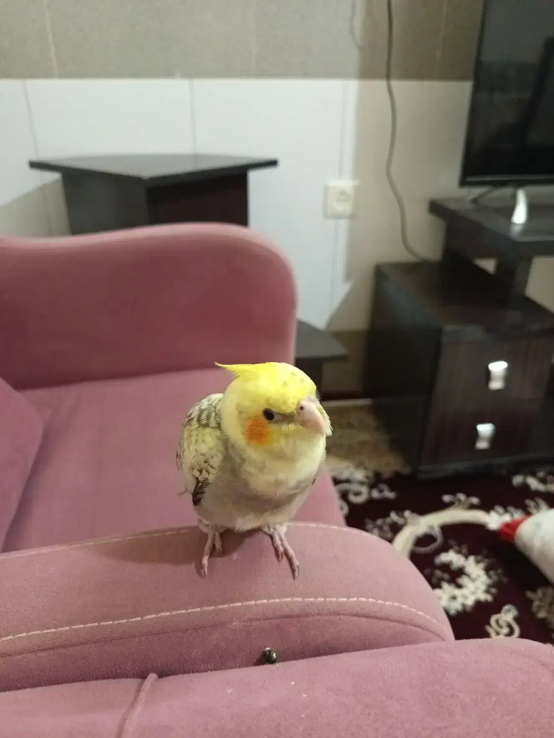 جوجه عروس گل باقالی|پرنده|قم, بنیاد|دیوار