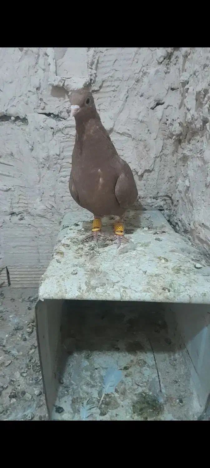 دوسفید ماده|پرنده|چناران, |دیوار