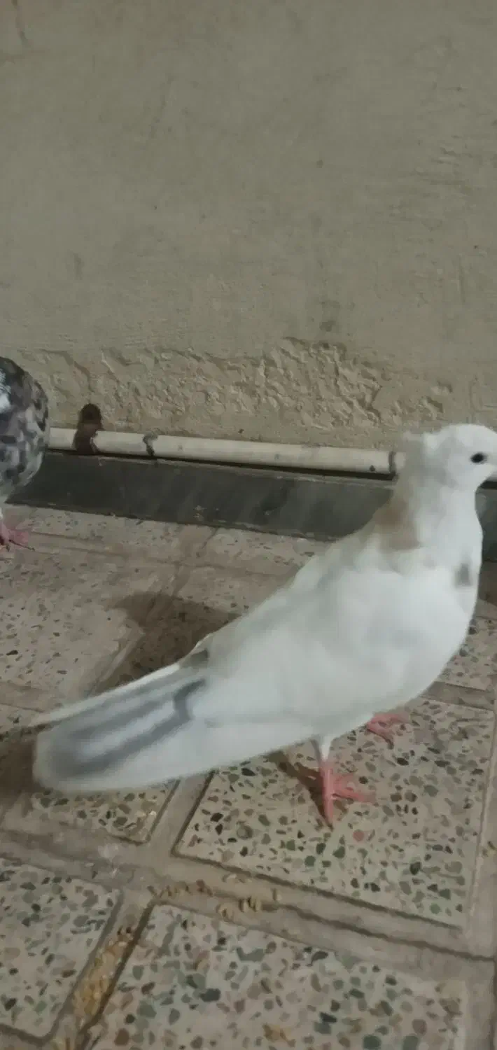 کفترطوقی|پرنده|قم, بلوار امین و ساحلی|دیوار