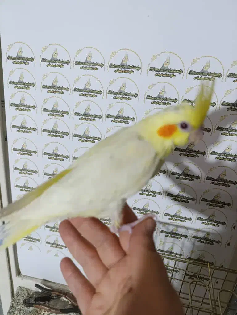 عروس هلندی  نرمخور دونخور دستی نرماده بالغ|پرنده|شیراز, پودنک|دیوار