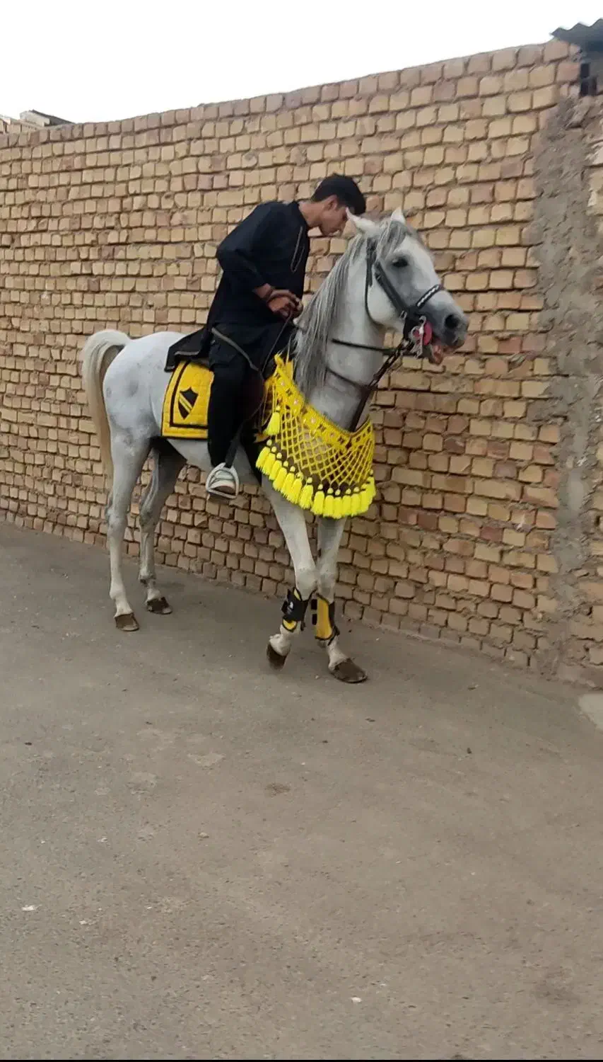 اسب عرب مصری. عرب . کرد|اسب و تجهیزات اسبسواری|کویرات, |دیوار