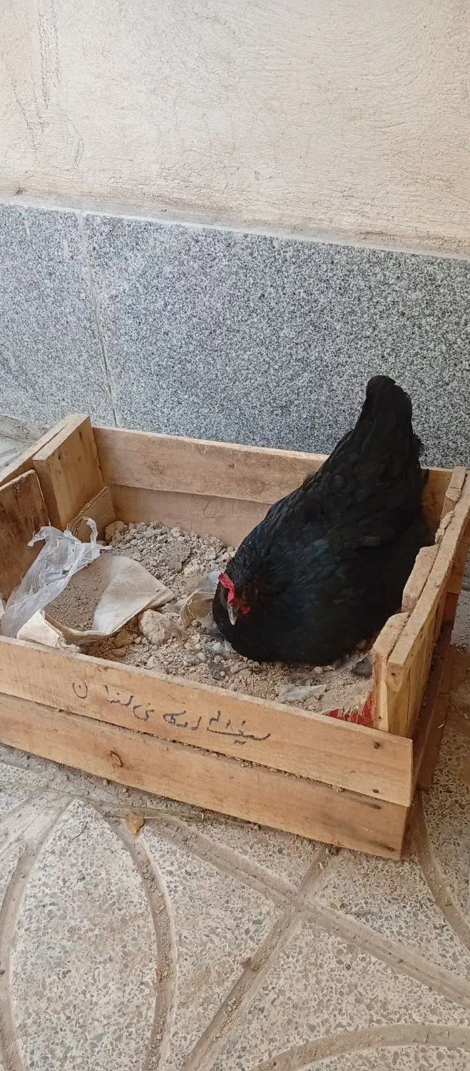 مرغ تخم گذار|حیوانات مزرعه|نسیمشهر, |دیوار